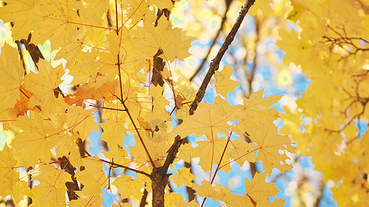 坠落时的梅树枝与蓝天对立环境树林阳光橙子叶子森林落叶树叶蓝色金子图片