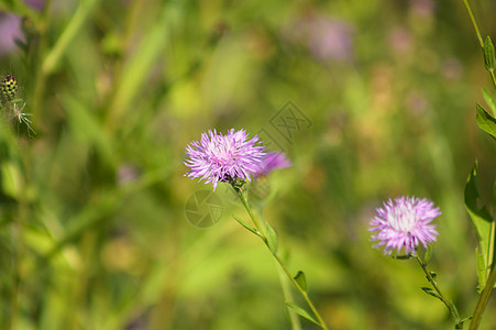 特写背景上绿色模糊的植物的棕色牛棉花插花季节植物群草地叶子花园花瓣宏观紫色环境荒野图片