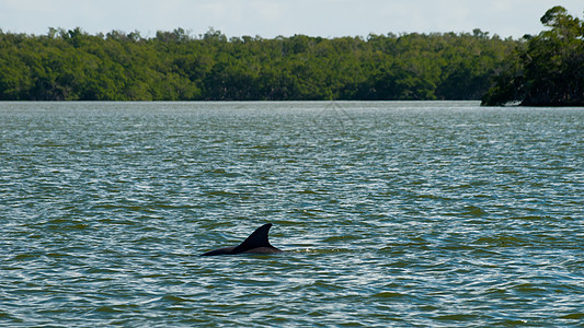 海豚液体动物热带沼泽地哺乳动物海洋绿色图片