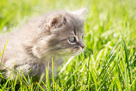 小灰小猫在明亮的草地上图片