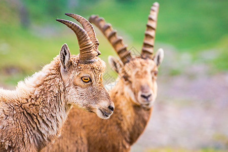 Ibex 野生动物和山地动物区系 意大利大帕拉迪索阿尔卑斯山 意大利地标野外动物寂寞山羊动物学哺乳动物保护区文化国家摄影图片
