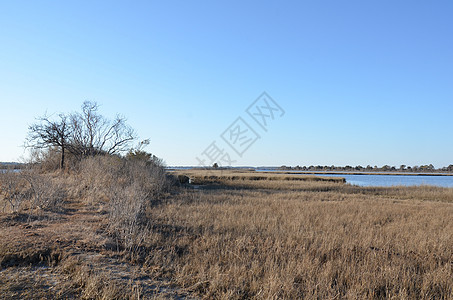 含棕色草和海岸的湖泊或河流海滩支撑海洋植物池塘天空湿地图片