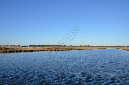 含棕色草和海岸的湖泊或河流植物海洋湿地支撑海滩池塘天空图片