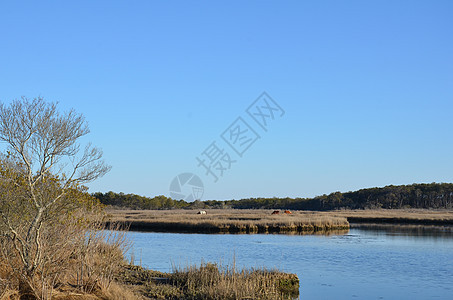 含棕色草和海岸的湖泊或河流天空植物支撑海滩池塘海洋湿地图片