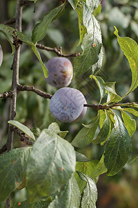 果实上有成熟的李子 在果园里的树上食物树叶农场农民营养维生素浆果收成植物叶子图片