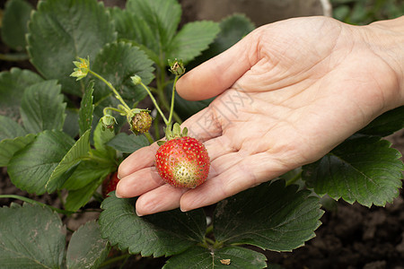 女人手里拿着成熟的草莓农民水果饮食红色生长食物绿色衬套植物季节图片