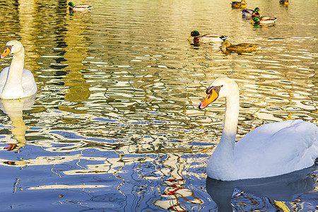 美丽的白天鹅和野鸭 韦瑟河 德国布雷梅海文反射池塘鸟类荒野蓝色鸭子游泳天鹅翅膀水鸟图片