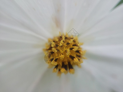 秋天花园的花朵多彩雏菊绿色植物学自然植物群白色叶子花瓣粉色菊花图片