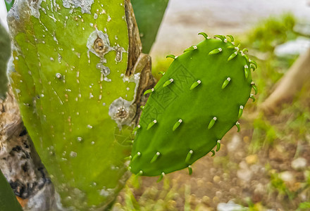 墨西哥有脊椎果实的绿仙人掌仙人掌植物情调树木蔬菜热带食物叶子植物学水果旅行植物群图片