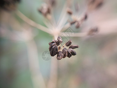 秋天花园的花朵多彩花瓣叶子粉色翠菊花园自然花束雏菊绿色植物图片