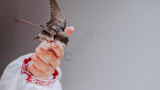 家燕乌克兰女人手中的野燕子 驯服的小鸟小鸡张开翅膀 希望 好消息 乌克兰 胜利和春天的象征 鸟类学 自然 动物群概念家燕环境燕麦图片