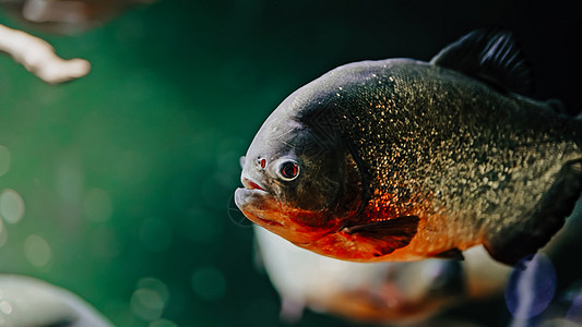 在海洋馆水族馆中游泳的食用淡水和红比拉那鱼 有食用动物的近视图片