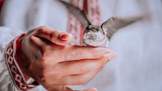 家燕乌克兰女人手中的野燕子 驯服的小鸟小鸡张开翅膀 希望 好消息 乌克兰 胜利和春天的象征 鸟类学 自然 动物群概念驯鹿移民燕麦图片