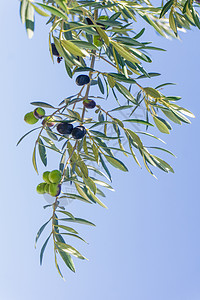 橄榄枝上成熟的橄榄 在橄榄园中的树枝上食物叶子收成植物农业蔬菜水果橄榄林紫色栽培图片