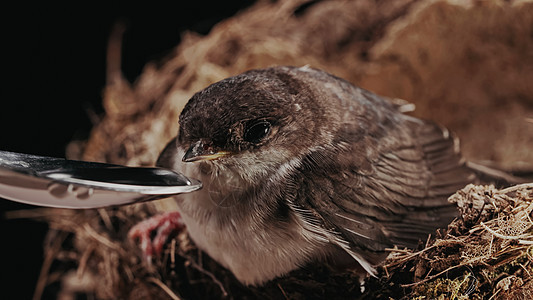 谷仓燕子从勺子里喝水 坐在泥巢里 小鸟在它们的自然栖息地 黑色背景 柔和的光线 特写视图 鸟类学 自然 动物群概念图片