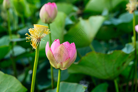 一朵粉红色的莲花在风中摇曳 以他们的绿叶为背景 自然环境中湖上的莲花场植物百合植物群荷叶花瓣宏观花粉草药花朵植物学图片