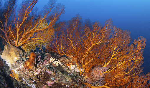 水下壁纸行社uw游记图片旅行冒险浮潜潜水员海洋海洋生物背景图片