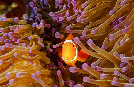 水下海洋图冒险浮潜行社旅游海洋生物照片潜水潜水员摄影uw图片