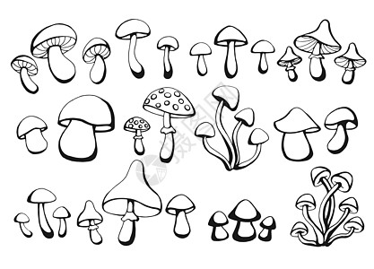 手工绘制的蘑菇 大纲画 矢量插图 黑色和白色图片