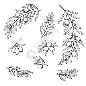 橄榄枝设置 橄榄果束和带叶的橄榄枝 手绘插图转换为矢量图片