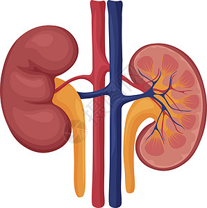 人体肾脏 人类肾脏的图像 内部器官 人体解剖学 矢量图图片
