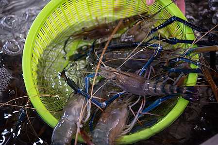 泰国海产食品市场新鲜生虾营养贝类餐厅饮食传统零售海鲜海洋销售店铺图片