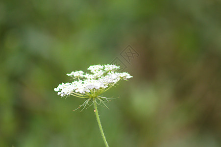 特写背景模糊的野生胡萝卜烟雾种子植物群荒野生长生态阳光野花草本植物场地植物图片