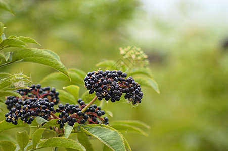 特写侏矮黑水果 有选择性地关注前景和模糊背景的长老黑水果图片