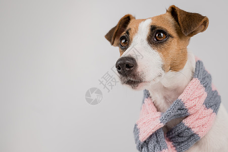 狗杰克罗素泰瑞尔穿着白色的围巾衣服小狗婴儿朋友快乐天气服饰羊毛宠物手工图片