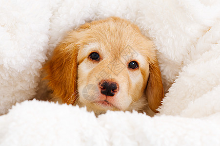 白人背景的金色可爱小狗 霍瓦瓦人种 可爱的小狗宠物友谊白色毯子金发动物图片