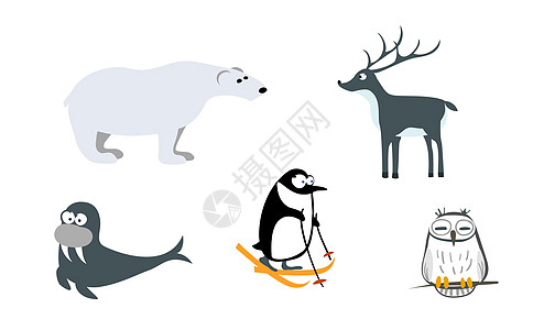 北欧动物 企鹅 北极熊 驯鹿 雪猫头鹰 海象图片