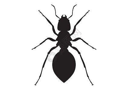 扁平风格的黑白蚂蚁剪贴画 白色背景下蚂蚁的矢量图解图片