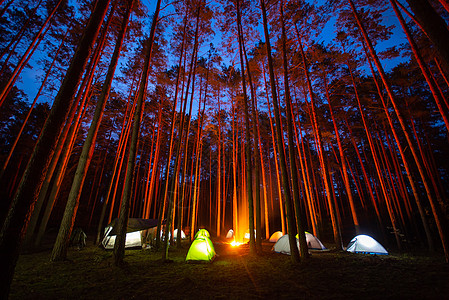 夜间在松林露营的游客图片