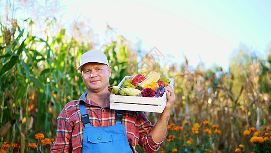 穿着格子衬衫和帽子的微笑男性农民拿着一个盒子 里面装着不同的新鲜蔬菜 收获 玉米田背景 在农场 菜园 阳光明媚的夏日园艺篮子生产图片