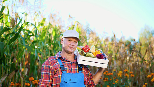 穿着格子衬衫和帽子的微笑男性农民拿着一个盒子 里面装着不同的新鲜蔬菜 收获 玉米田背景 在农场 菜园 阳光明媚的夏日生长园丁篮子图片