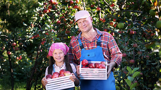 在农场 在花园里摘苹果 在炎热 阳光明媚的秋日 农民家庭的画像 爸爸和女儿手里拿着装有红熟有机苹果的木箱 微笑着园艺植物篮子食物图片
