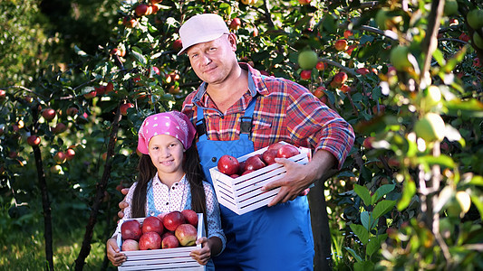 在农场 在花园里摘苹果 在炎热 阳光明媚的秋日 农民家庭的画像 爸爸和女儿手里拿着装有红熟有机苹果的木箱 微笑着成人孩子食物采摘图片