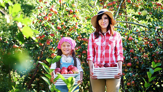 农民家庭 母亲和女儿手持的木箱装满了红成熟有机苹果 微笑着 他们笑着说 我爱吃鸡肉 你喜欢吗农业水果植物篮子园艺园丁采摘农村乐趣图片