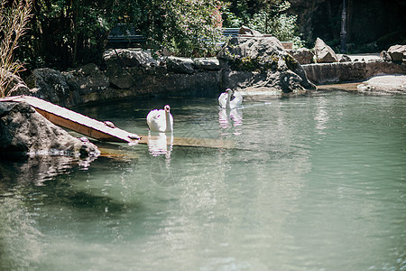 阳光明媚的白天天鹅在蓝湖水上 天鹅在池塘上 自然系列游泳蓝色波纹翅膀动物场景荒野野生动物脖子镜子图片