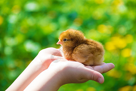 孩子手里握着一只鸡 有选择的专注关爱拥抱鸭子食物帽子小鸡孩子们新生儿花园世界快乐的高清图片素材