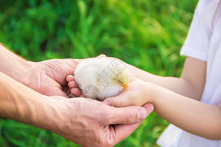 孩子手里握着一只鸡 有选择的专注花园女孩宏观生活关爱孩子们鸭子家庭拥抱婴儿美丽的高清图片素材