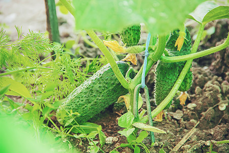 手工种植黄瓜和收割在手中花园小屋农业生物孩子们栽培蔬菜孩子横幅乡村图片