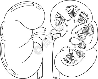 人体解剖大脑矢量线图标 手画内部创造力框架教育黑色科学器官身体医疗解剖学铅笔图片