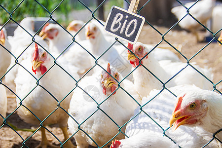 家庭农场的生物鸡 有选择的焦点网格横幅青菜环境动物自由生态鸭子草地饲养场图片