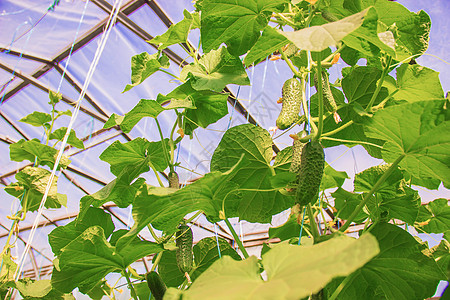自制黄瓜种植和收获 有选择性的焦点乡村展示饮食木板温室花园孩子盘子生物小屋图片