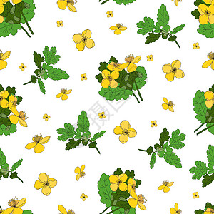 Celandine 药草和鲜花 白底无缝黄花型白本图片