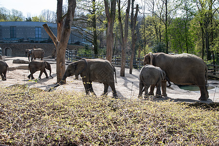 大象在德国绿动物园里 喝着妈妈送的牛奶食草野生动物旅游国家旅行动物园幼兽智力环境记忆图片