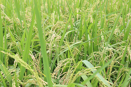 田里的树上 有成熟的稻谷农场种植稻草荒野稻农草地场地水稻稻田稻束图片