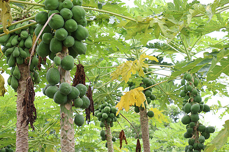 农场树木上原木瓜环境商业购物农业种子食物市场水果叶子蔬菜图片
