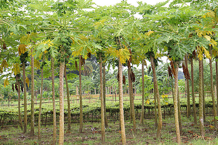 农场树木上原木瓜农业宏观销售蔬菜种子食物市场环境购物叶子图片